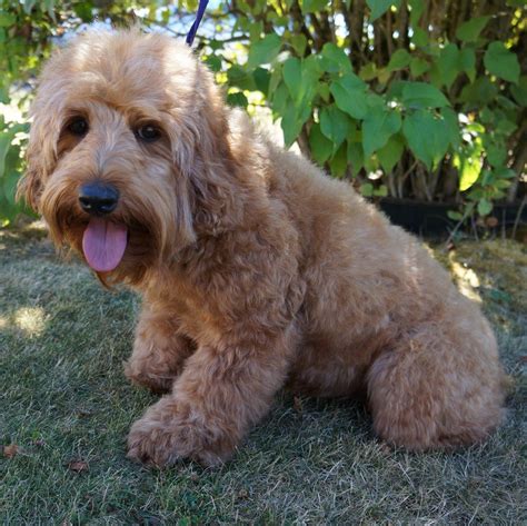 * the price of bk concierge transportation service is not included with the adoption of a barksdale australian labradoodle puppy. Upcoming Litters | Labradoodle puppy, Australian ...