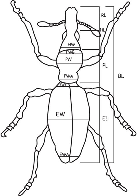 Sweet potato food potato sweet yam vegetables healthy delicious fresh. Drawing of adult sweet potato weevil showing linear ...