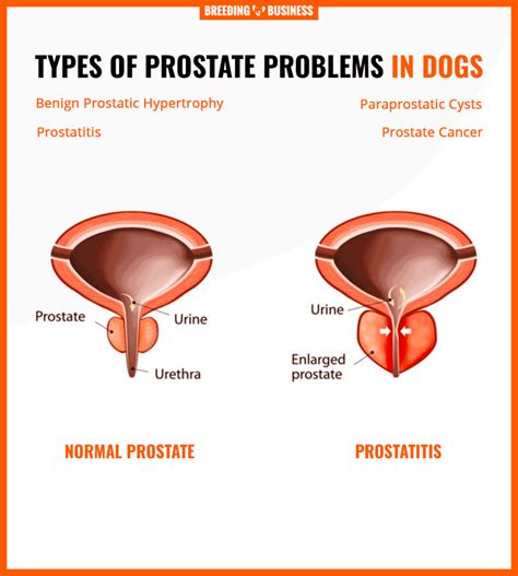 A veterinarian can find signs of the disease during a rectal exam. Prostate Problems in Dogs - Hypertrophy, Prostatitis ...