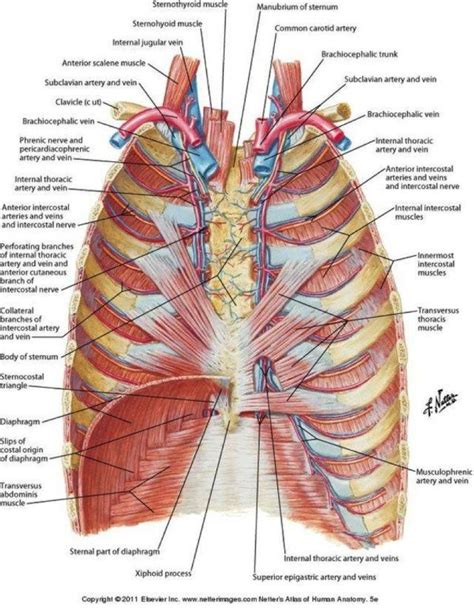 The rib cage labeled diagram rib cage anatomy. Human skeleton anatomy에 있는 핀