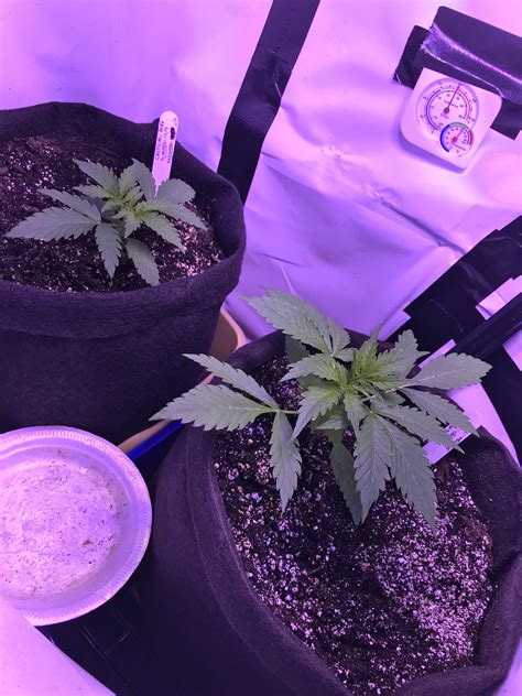 However, it does not suggest the when you grow cannabis indoors, autoflowering strains will ideally necessitate artificial lightings, such as led grow lights. GG Auto & Critical Purple Auto LED Grow | The Autoflower ...