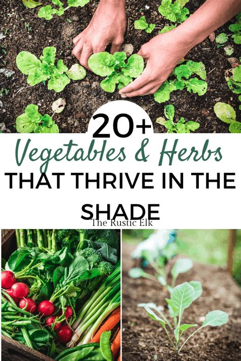 Root crops can tolerate partial sun or partial shade, with about half the time in direct sun. 20+ Shade Loving Vegetables & Herbs for your Garden in ...