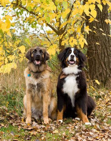 These dogs are slow to mature, acting like puppies longer than other breeds. compare