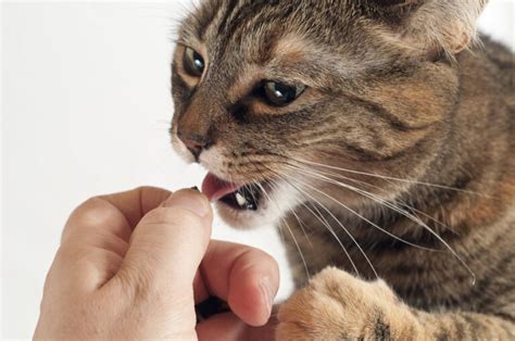 Pilling your cat can be very tricky (and worse if they know what you're up to). Cat Health - Page 3 - TheCatSite Articles