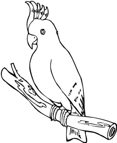 Color all the things like a rainbow! Cockatoo Parrot Coloring Page - Download & Print Online ...