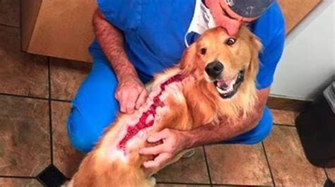 Keep things fun to retain your golden's involvement and intrigue during each training session. Fergus The Golden Retriever Is Training As A Therapy Dog ...
