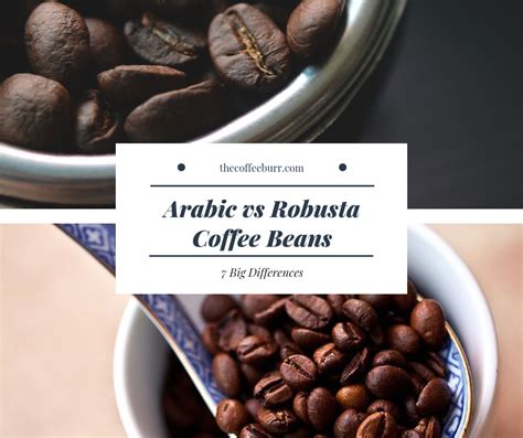 Coffee bean comes from the coffea arabica plant. Arabica vs Robusta Coffee Beans: 7 Big Differences ...