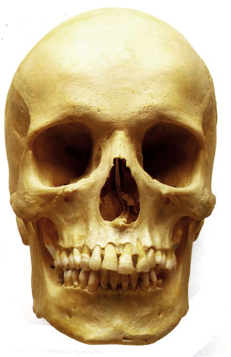 Cliquez sur le lien pour être redirigé vers le site catawiki et placer votre enchère.bronze vien. Corps humain - crâne - Laurine Moreau Illustratrice ...
