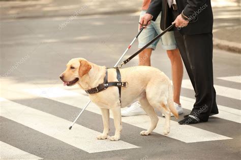 Guide dog for the blind; Junger Mann hilft Blinde mit Blindenhund auf ...