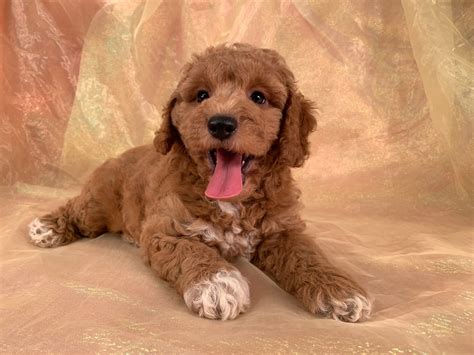 Toy aussie doodle puppies/ family raised. Professional Cockapoo Breeders In Iowa, 2019