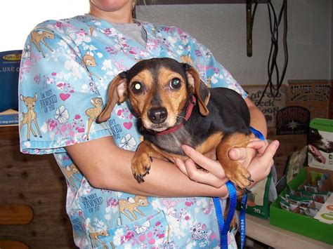 Joplin Tornado Pet Rescue Efforts Underway: From The ...