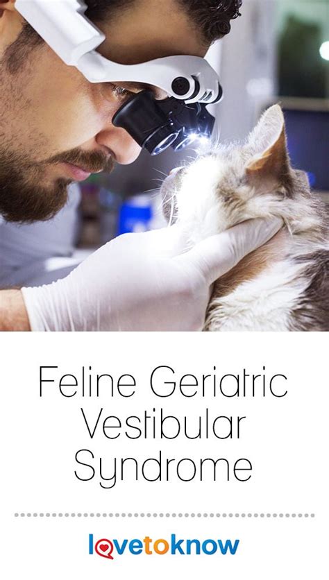 Upon the return home, you may. Feline Geriatric Vestibular Syndrome | Feline health ...