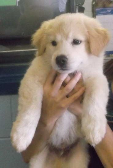 This golden retriever/great pyrenees mix is an energetic pup that enjoys 5 mile daily walks and chasing squirrels in her foster family's backyard. Golden Retriever Rescue Virginia | PETSIDI