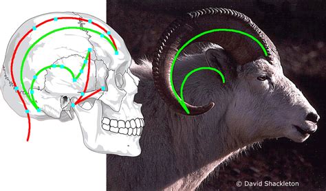 More images for real human skull with horns » genetic acupuncture skull horns evo devo acupuncture ...