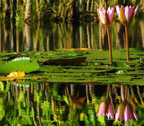 Ele será contigo não te deixará, nem te desamparará; Fotos de Natureza: Vitória Régia | Vitoria regia flor ...