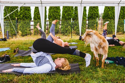 Gyms and leisure centres opened on 12th april as part of the second phase of britain's roadmap out of lockdown. Photos: Take a Goat Yoga class in Snohomish (all the kids ...