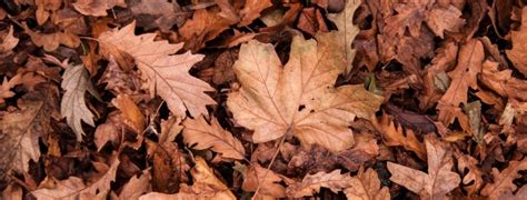 Deshalb gibt es in deutschland verbindliche rechte und gesetze für gartenbesitzer, die eindeutig regeln, was im eigenen garten erlaubt und verboten ist oder einer oft reicht schon ein ast, der über den zaun des nachbarn ragt oder eine vermeintliche bagatelle wie laub in nachbars garten. Der gute alte Nachbarschaftsstreit | ZEIT & WERT Immobilien