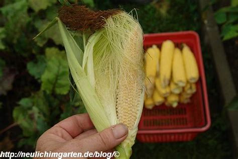 Wirtschaftlich bedeutend ist die unterart (subspezies) zea mays subsp. Woran wir erkennen, wann Mais erntereif ist ...