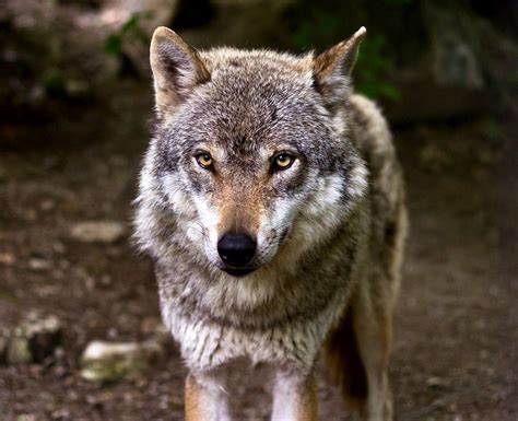 'i've been down the darkest alleys. Rick Lamplugh: How Wolves Communicate. Part 3: Sight and Touch