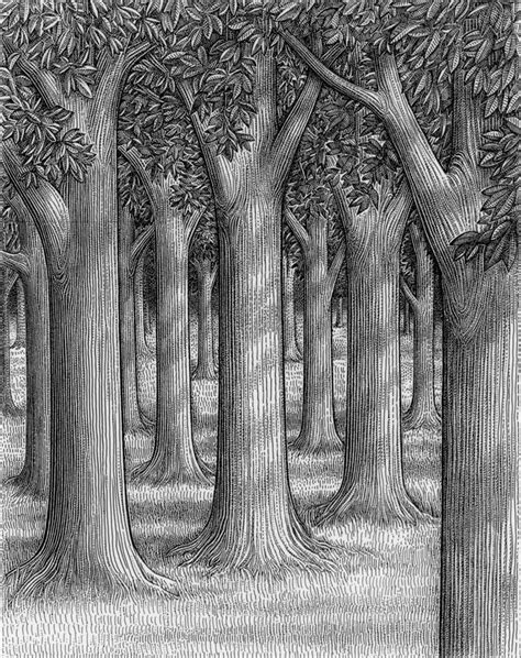 As mentioned above, the human perspective of a forest is usually distorted because of our small size. forest of trees drawing - Google Search | Forest drawing ...