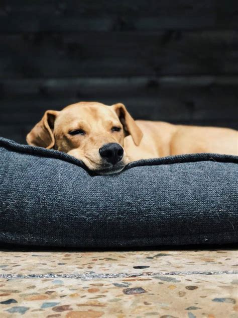Looking for a fun project to do if rainy days and we've had cheap beds and expensive chew proof beds and they've managed to tear their way into the beds every time, tearing the inside foam to shreds. 10 Best Chew Proof & Indestructible Dog Beds for 2020 | PawLeaks