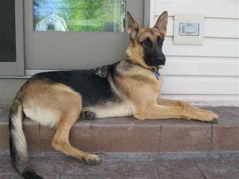 Our website always gives you hints for downloading the highest quality video and image content, please kindly hunt and locate more. German Shepherd Michigan | PETSIDI