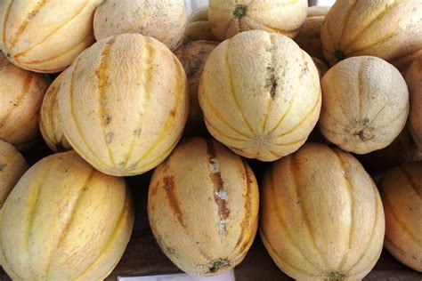 Mad About Melons! - Franklin Farmers Market