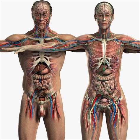 Free online 3d interactive atlas of human anatomy on the musculoskeletal system. Human Male And Female Anatomy | Human anatomy model ...