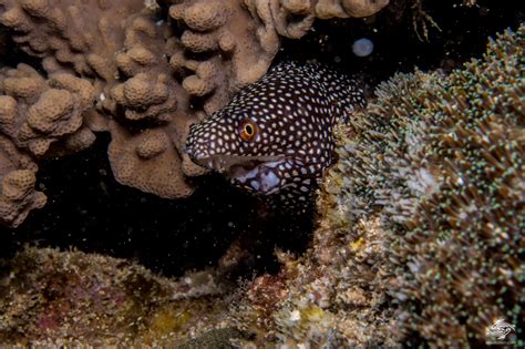 Moray eels, or muraenidae (/ˈmɒreɪ, məˈreɪ/), are a family of eels whose members are found worldwide. Unusual Moray Eel • Seaunseen