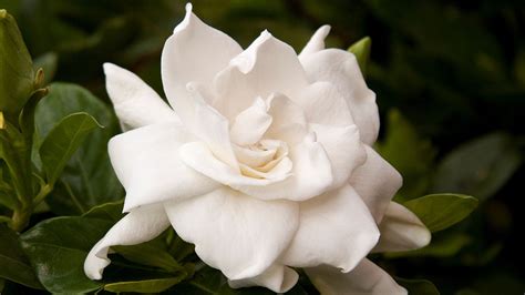 Gardenia er et elegant eksemplar, der ofte bruges som den primære blomster i en corsage. Everblooming Gardenia (Grafted) Gardenia jasminoides ...