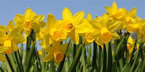 Spring flowers daffodils and tulips. UK Could Face Daffodil Shortage As Mild Weather Continues