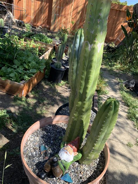 I purchased 6 pounds of san pedro (t. Cactus ID, please! And, is the narrow base an issue ...