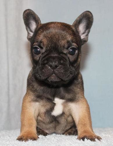 Amazing stocky build and big head! Fun Sources: Fawn Sable French Bulldog