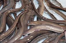 eel eels disturbing stops inquirer quirkybyte