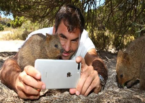Il quokka è un marsupiale dall'espressione sorridente e dal temperamento socievole. Un Quokka australiano que te cautivará con su adorable ...