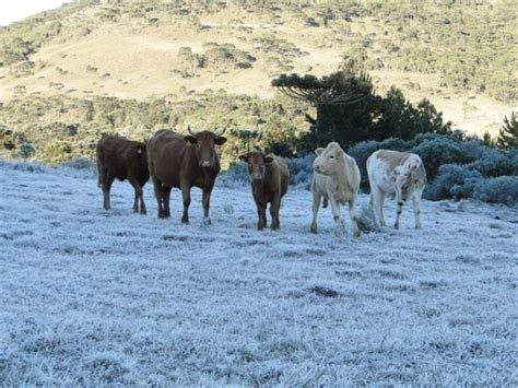 Em chapecó, os termômetros ficam próximos aos 4°c nas primeiras horas do domingo. FOTOGRAFIAS DE ABDON BATISTA. : A BELEZA DA GEADA NO SUL ...