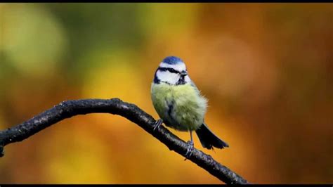 From middle english brid, from old english bird, brid, bridd (young bird, chick), of uncertain origin and relation. Blue Tit Bird Call Bird Song - YouTube