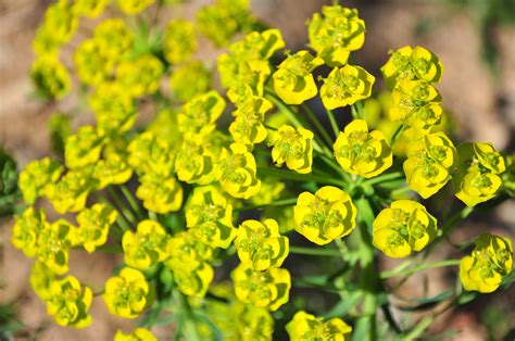 Basta innaffiarla due volte al giorno, nelle ore più fresche della giornata. Fiori Gialli Spontanei Nomi