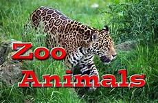 zoo animals kids animal videos learning