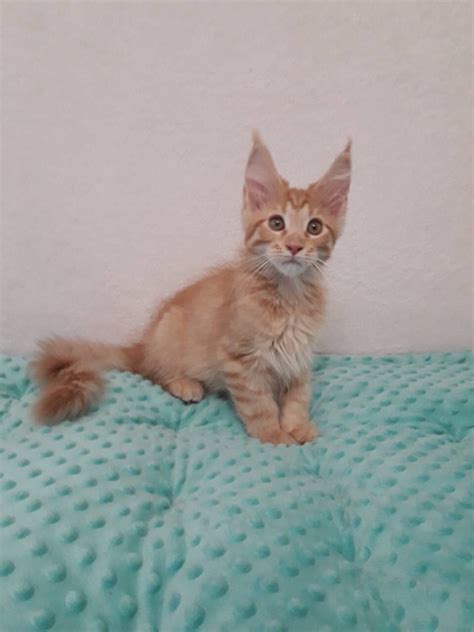 Get a ragdoll, bengal, siamese and.gorgeous, lovely & playful purebred maine coon kittens available for sale! Maine Coon Cats For Sale | North Miami Beach, FL #283166