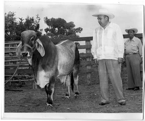 All calfhood vaccinates, cosmetically dehorned, and very gentle. Brahman Cattle - The Portal to Texas History