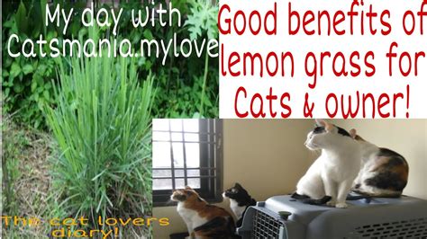 Lemongrass is a natural detoxifier and it aids in improving overall health. HAVE CATS? SMELL NO MORE! VLOG#1 LEMON GRASS. - YouTube