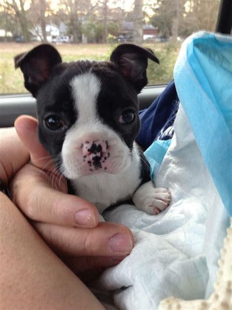 This heart warming video shows the amazing journey of mick the boston terrier puppy who was born with swimmer puppy syndrome. What is Swimmer Puppy Syndrome? Swimmer Puppy Syndrome is ...