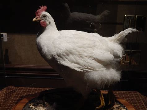 Since the majority of a chicken's reflexes are controlled by the brain stem, mike was able to function relatively normally. Mike the headless chicken - Emadion
