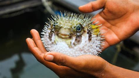 Para cubrir la gran diversidad que incluye la categoría de las huevas de pescado, la casa petrossian ha creado un gran abanico de gustos y. Cómo se cocina el pez más tóxico del mundo