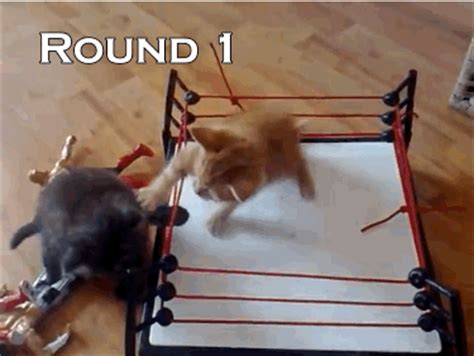 Cats who play wrestle behave like feline mimes. cats play fighting | Tumblr