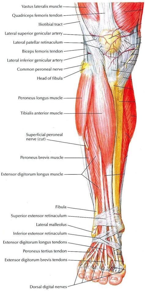 2 enumerate the muscles of anterior/extensor compartment of leg and their. Pin by JaegerKun ♡ on Anatomia | Muscle anatomy, Leg ...