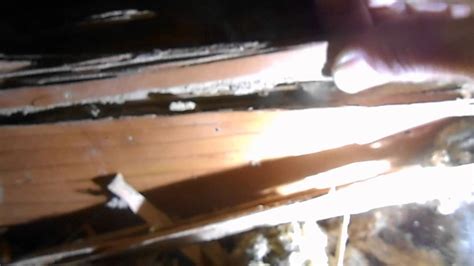 These areas typically include basements and crawl spaces. Termites In Ceiling Joists | Review Home Co