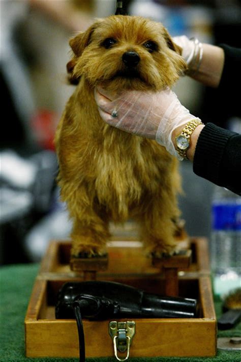 See actions taken by the people who manage and post content. Конкурс собак Westminster Kennel Club Dog Show 2009