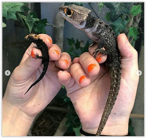 Like all of our reptiles for sale, every red eye crocodile skink for sale comes with our live arrival and full health guarantee. baby Red Eyed Crocodile Skink compared to an adult ...